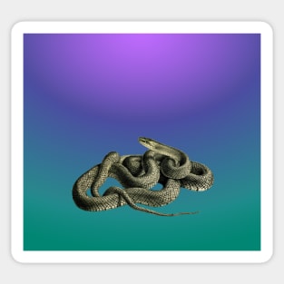 Blue grandient background of a vintage illustration of a snake Sticker